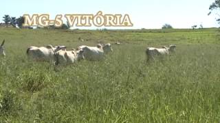 preview picture of video 'Fazenda Três Ilhas - MG-5 Vitória'