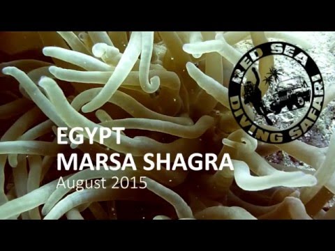 Diving Marsa Shagra - August 2015