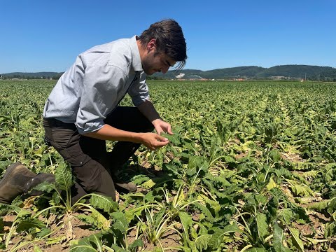 Feldexkursion 219: Cercospora in Zuckerrüben - N.U. Agrar GmbH, 21.07.2022