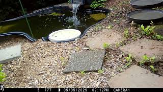 Baby mourning dove leans a little too far for a drink at the pond.