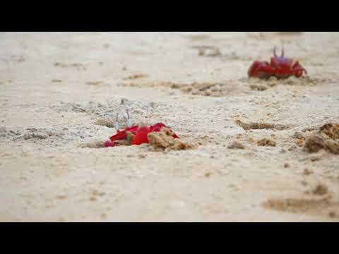 Crab Sand Crustacean | Catch And Cook Sea Crab At the Beach - Crab Cooking on Sand