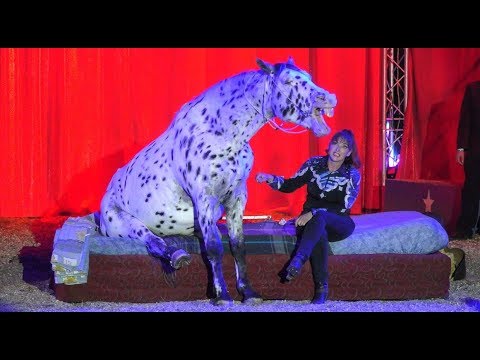 Magyar Nemzeti Cirkusz Richter 2017 - Rosi Hochegger & Scout (4K)