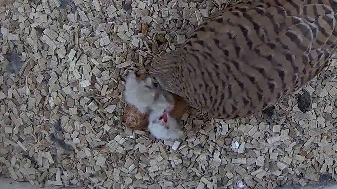 Die Turmfalken schlüpfen! | 22.05.2024