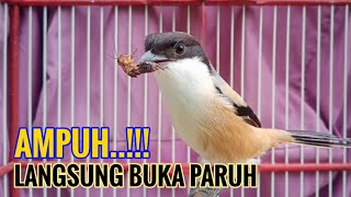 Download lagu Gk Pakai Lama,Pastikan Cendet Diem Ikutan Buka Paruh Dengar Suara  Toetan Cendet Ini mp3