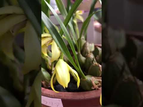 園芸 マキシラリア、コレクターの間で珍重される蘭