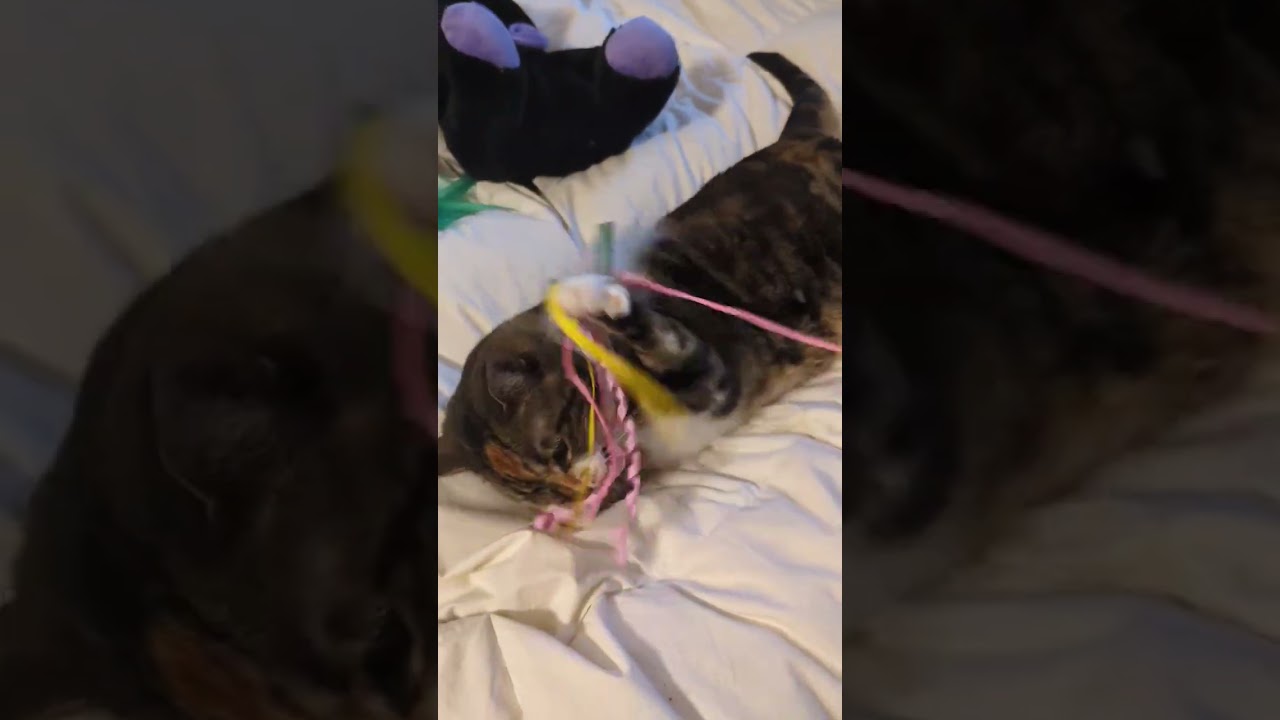 Enlarge Evie, a Adoptable Domestic Short Hair in Renton , WA video 6/6