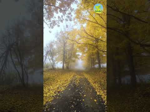 Ispravno natjecanje u dobru // Hfz Dr. Muhammed Porča