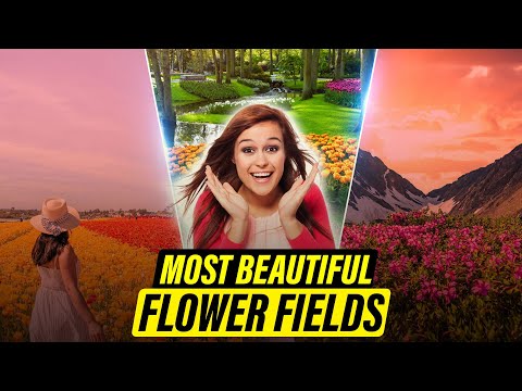 🌻 Discover the World’s Most Vibrant Flower Fields 🌺