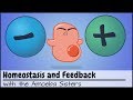 Homeostasis and Negative/Positive Feedback