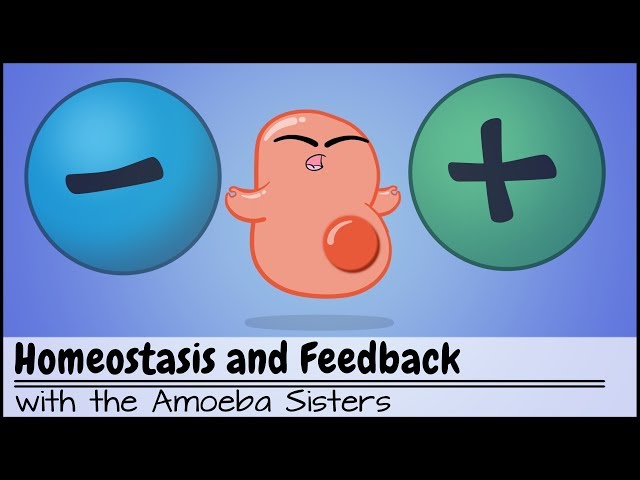 Video Pronunciation of homeostasis in English