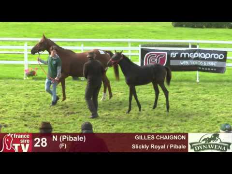 Show AQPS 2015 : lot 28 - N - F15 - Slickly Royal & Pibale