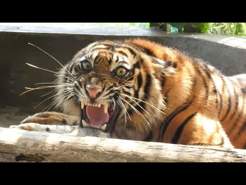 Harimau Sumatera “Ciuniang Nurantih” Dilepasliarkan