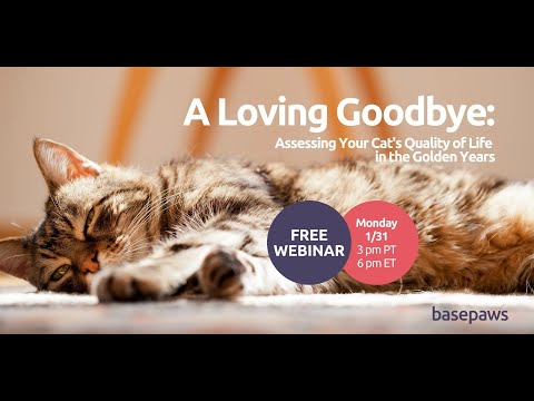 A Loving Goodbye: Assessing Your Cat's Quality of Life in their Golden Years
