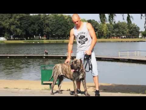 Michał Cieślak - O Jarno Rosbergu,  psach i marzeniach