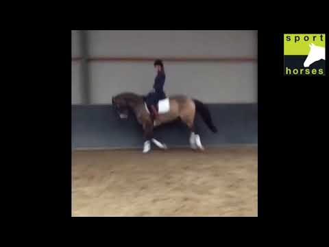 NRPS | FS Champion de Luxe | Verona's Bo-Gi