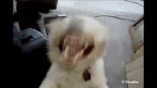 The Berzerker Sophie - Eye for an Eye