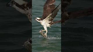 Download lagu Burung Osprey yang gila menangkap ikan lele besar dan terbang ke langit. Untung aku bukan ikan! mp3 Download lagu Burung Osprey yang gila menangkap ikan lele besar dan terbang ke langit. Untung aku bukan ikan! mp3