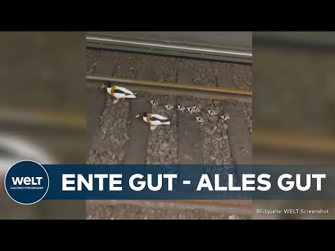 ENTENALARM IN HAMBURG: Entenfamilie mit Küken stoppt S-Bahnverkehr im Tunnel von Altona komplett!