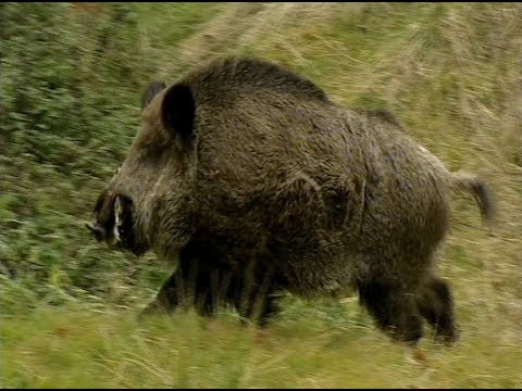 Parlez-vous couramment le sanglier ? Cet homme, oui !