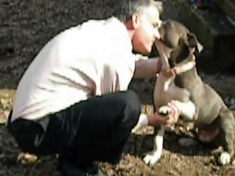 Shelby, an adopted Pit Bull Terrier & American Staffordshire Terrier Mix in Charlotte, NC_image-1