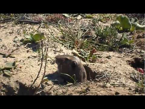 Crystal Cove Gopher