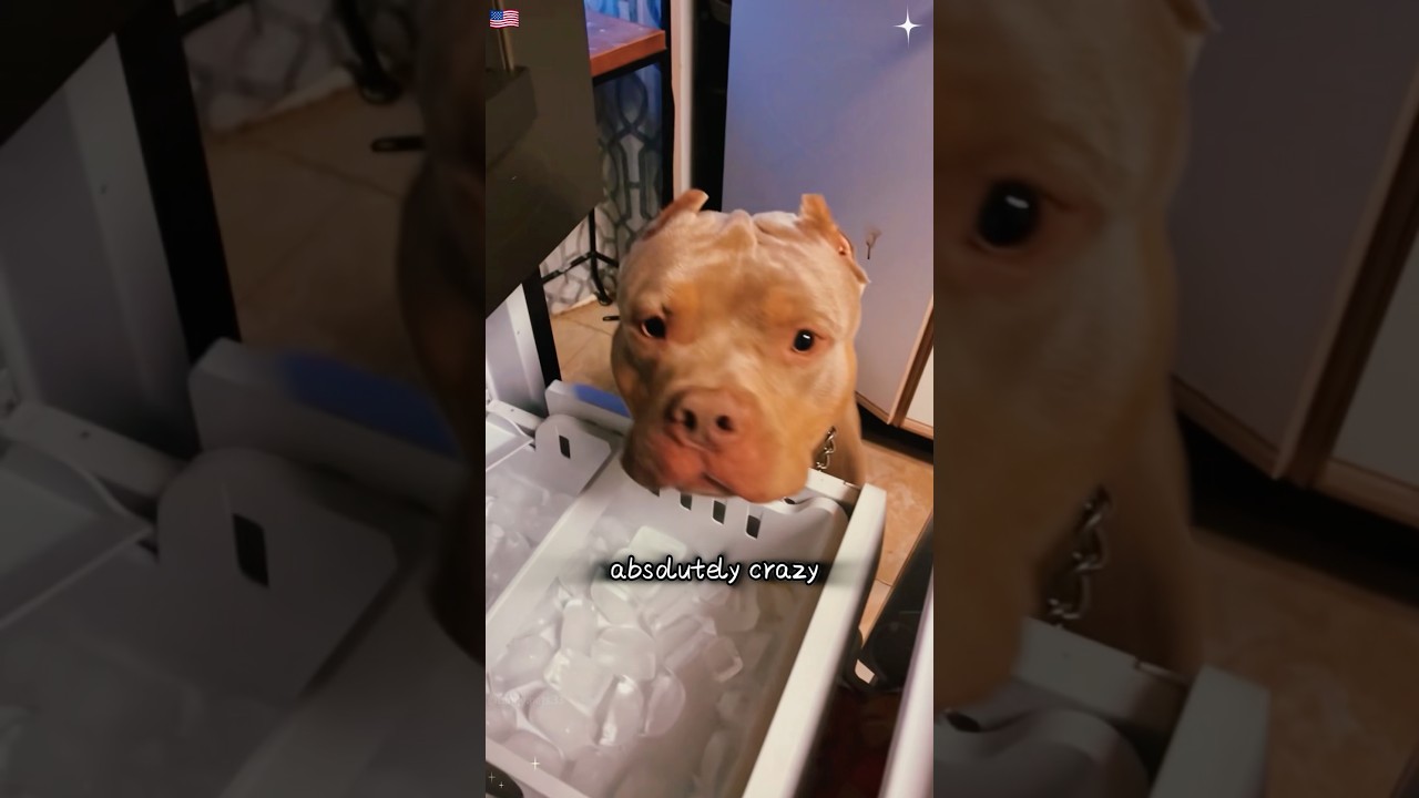 Ever wondered why dogs are so obsessed with ice cubes?#dog #doglove #fypyoutube #dogfacts #dogowner