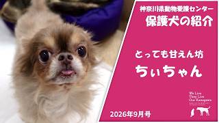 今週のワンコニャンコ【保護犬】とっても甘えん坊　ちぃちゃんのご紹介~神奈川県動物愛護センター~