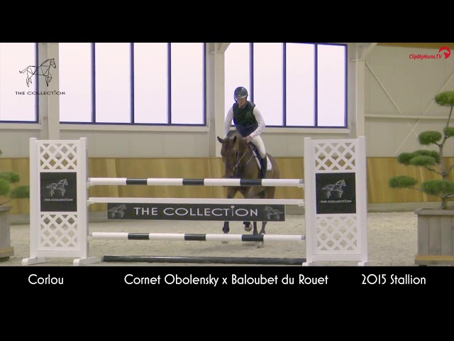 The full brother of this frozen embryo is the CSI 1.55m jumping Stallion Corlou PS with rider Caroline Muller.