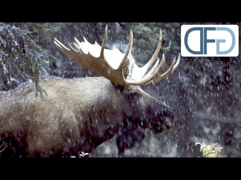 Elche in Alaskas Wildnis | Tiere vor der Kamera (1984) | Folge 16/57