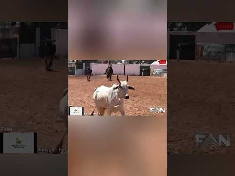 #cavalo #rodeio #transmissãoaovivo Chapada gaúcha - MG