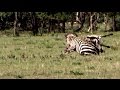 Zebra Fight No Wonder He S Missing His Tail