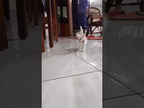 cute cat walking ❤️❤️❤️❤️🥰🥰🥰☺️☺️☺️