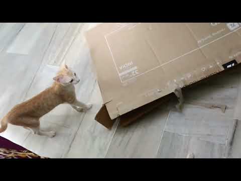 Cute cats😽😽 roshini chandini🤩🤩