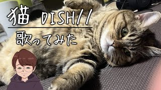 【歌ってみた】猫 DISH// cover by ティモシー with 小雪