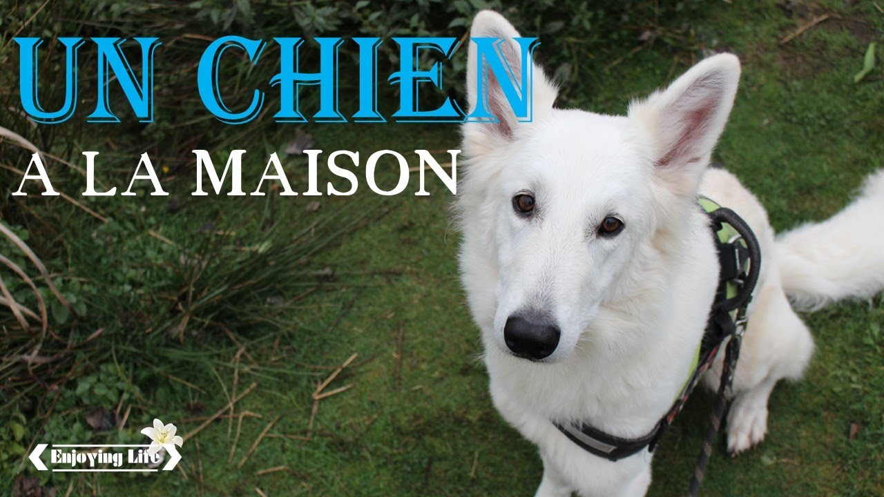 Astuces pour Convaincre Vos Parents d'Adopter un Chien