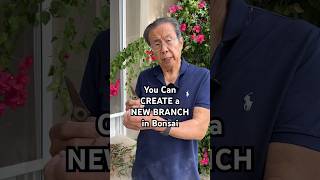 Download lagu How to Force a NEW Branch to Grow on Your Bonsai #bonsai #bonsaitree #gardening #plants #shorts mp3