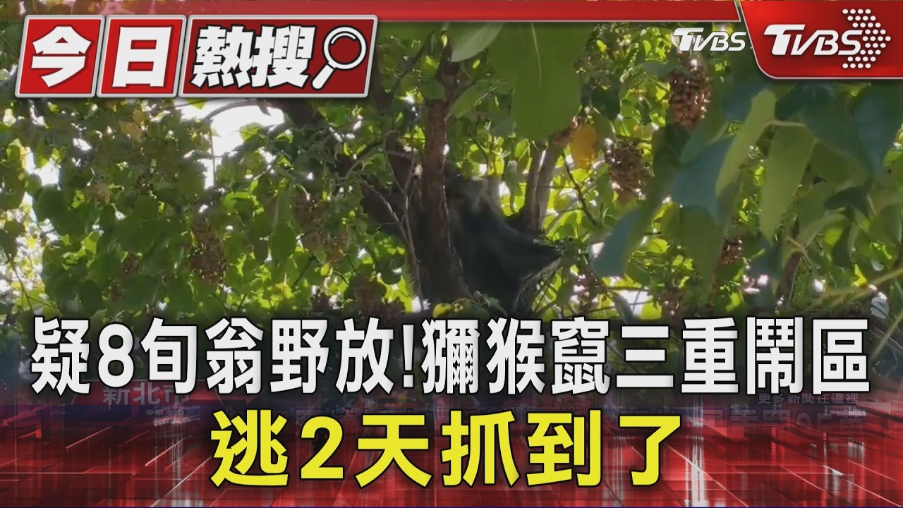 疑8旬翁野放! 獼猴竄三重鬧區 逃2天抓到了｜TVBS新聞 @TVBSNEWS01