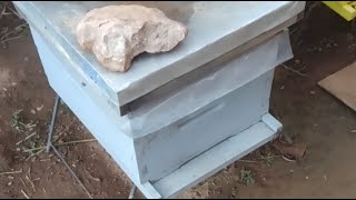 كيف نحافظ على النحل في الشتاء قبل الربيع