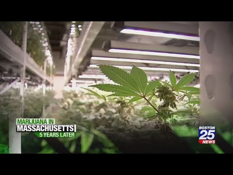 Marijuana in Massachusetts — In-Depth Special