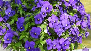 Spring in full bloom 春爛漫【4K/30fps】-2025/4/27-