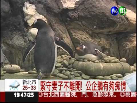 不能沒有你! 動物夫妻檔好恩愛