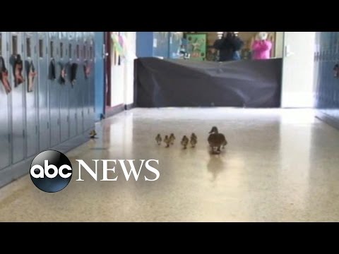 Mother Duck Leads Ducklings Through School Halls