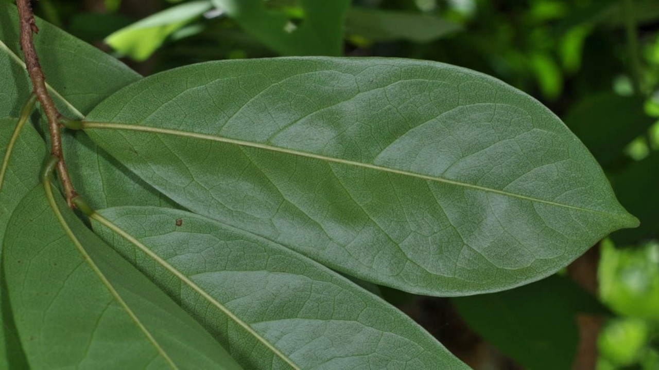 Acaba com Infecção, Cistos, Caroços, Bactérias, Vermes, Viroses… #Remédio 💖 MARILENE SARAH FIALHO