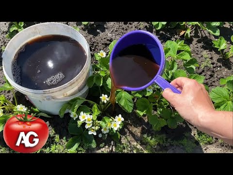 There will be a lot of strawberries! Watering strawberries with this during flowering! A large and s