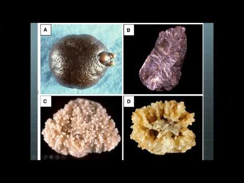 Prof. Hammad Ather - Online Course: Pediatric Urology Update for FCPS II Trainees