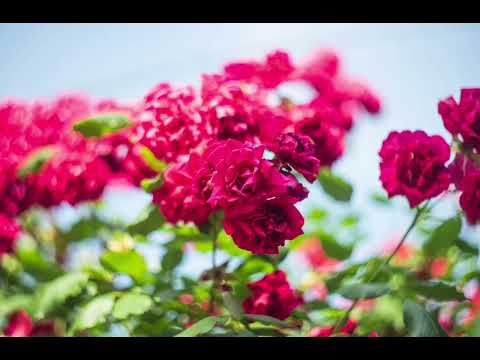 Working For God, Open Heaven Devotional August 27, 2024