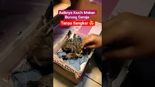 Download lagu Asik Kasih Makan Anak Burung Gereja mp3