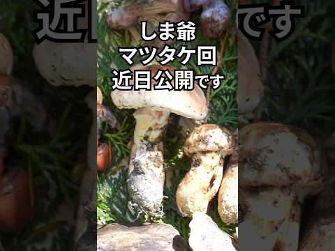  9月のキノコはどれ？今月採れる食用で認識しやすい種 8 種  庭園