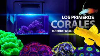 Los PRIMEROS CORALES en mi ACUARIO MARINO (Y más peces) | Ep. 4