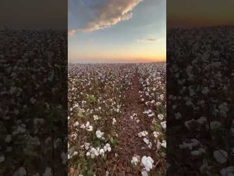 Lavoura de algodão no Mato Grosso-MT 🇧🇷#oagronãopara #algodao #brasil #matogrosso #sinop